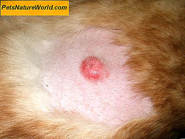 Canine Skin Cancer Prognose
