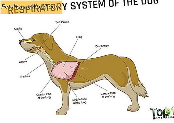 Canine Kennel Hoste Symptomer