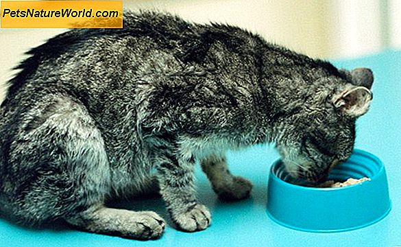 Hyperthyreose bei Katzen Prognose