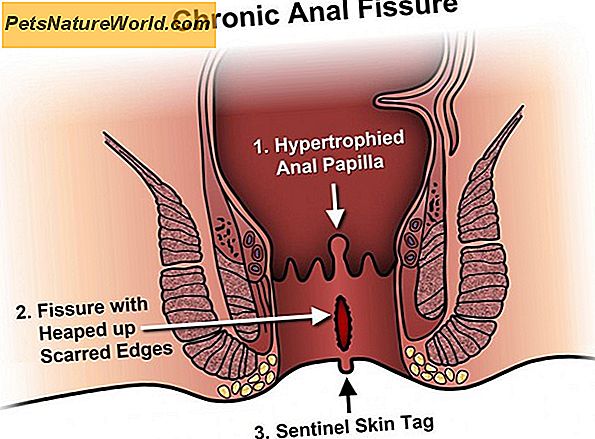 Dog Anal Fissures