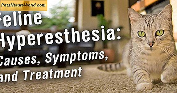 Feline Hyperesthesia Syndrome