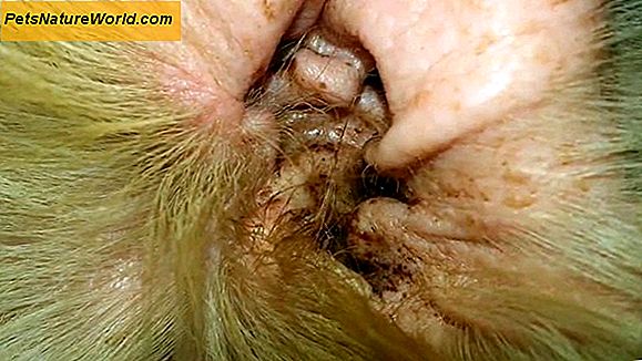 Home Remedies for Ear Mites i hunde