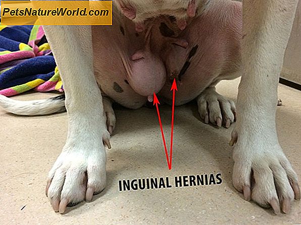 Inguinal Dog Hernia