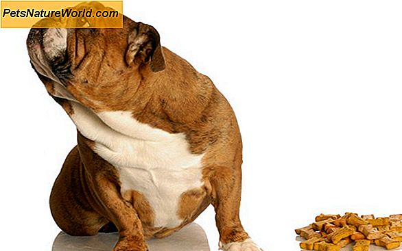 Sintomi di disidratazione canina