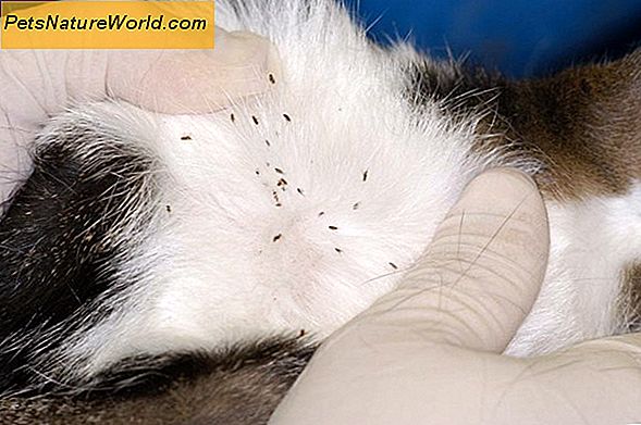 Cat Flea Allergy Behandling med Capstar