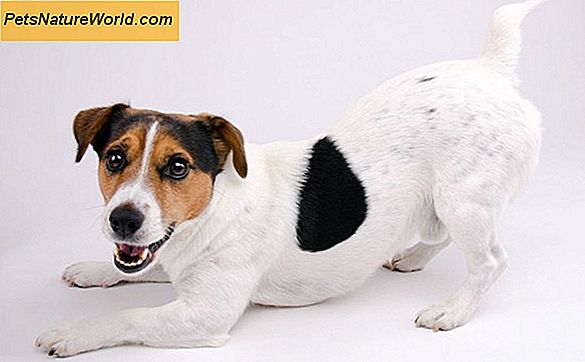 Basenji Dog Training Tips