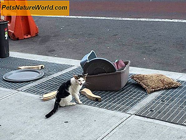 Cat Litter Training