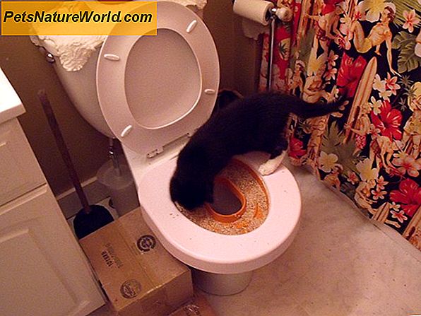 Katzen-WC-Training leicht gemacht