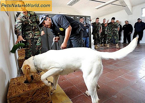 L'addestramento per cani da sequestro interno
