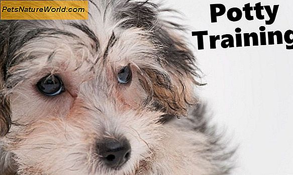 Pet Potty Training