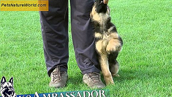 Puppy Obedience Training