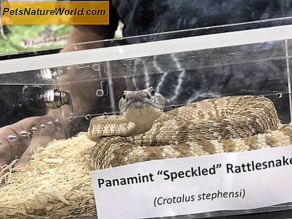 Rattlesnake Avoidance Traininig voor honden