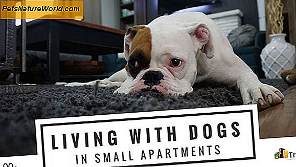 Suggerimenti per i cani Potty Training in appartamenti