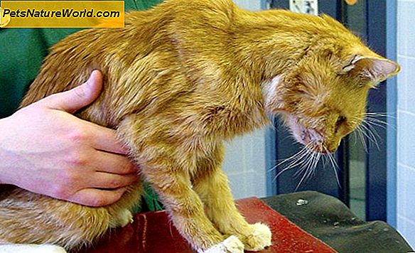 CRF felino: insufficienza renale cronica nei gatti
