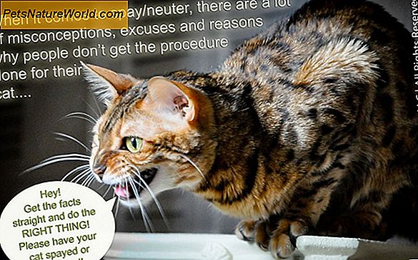 Prevenire la marcatura di gatti attraverso la sterilizzazione