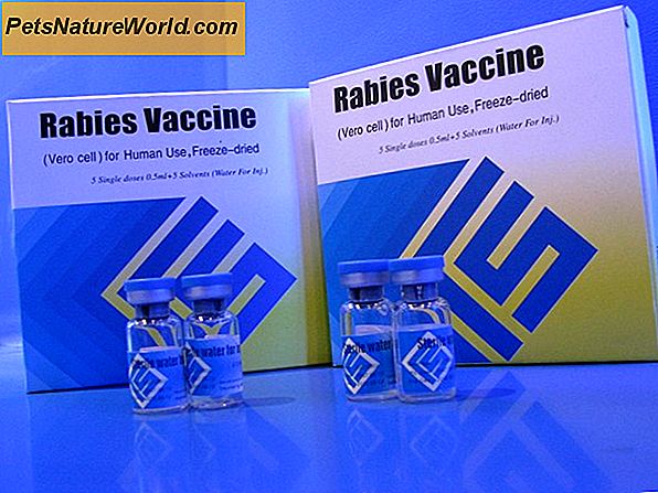 Cat Rabies Vaccine: Vad du behöver veta