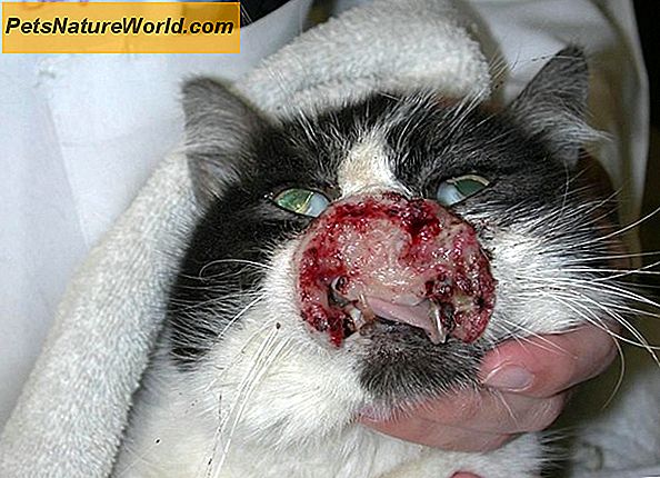 Mast Cell Tumors in Cats