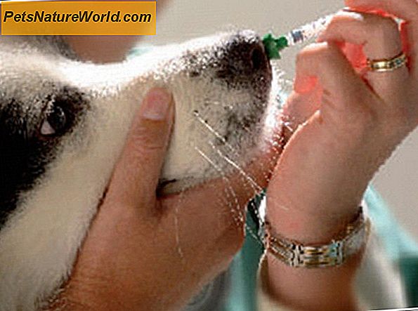 Core Canine Vaccines