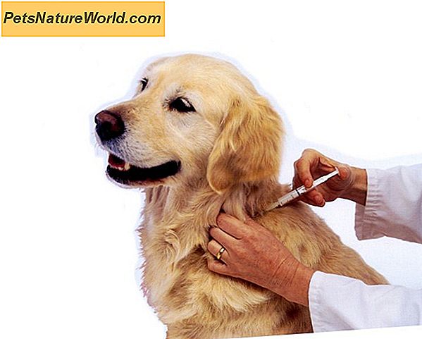 Puppy Vaccination: Mulige bivirkninger