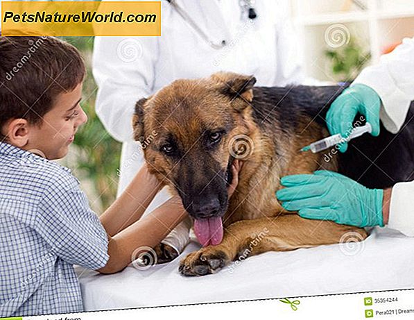Giving Dog Vaccination