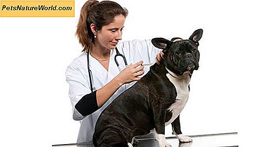 Vaccini per cani: Spiegazione di base e non-core