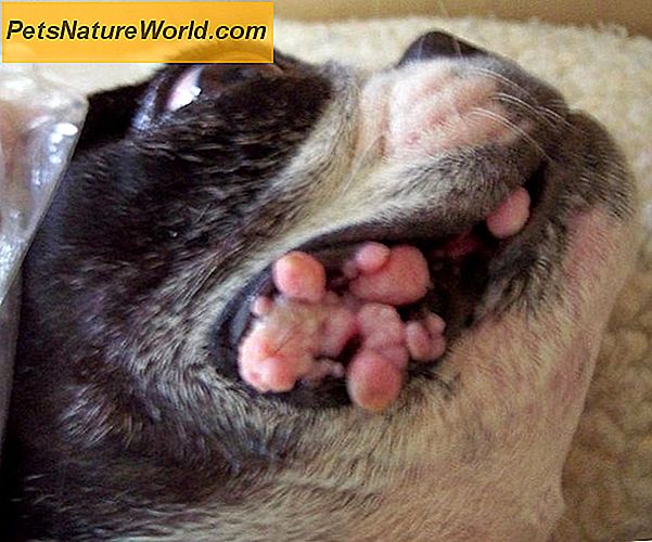 Canine orale Papillomavirus-Diagnose