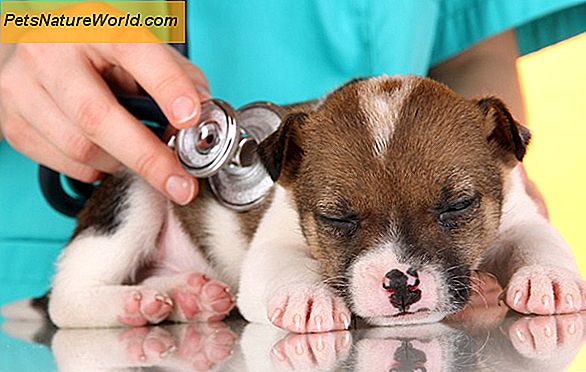 Puppy Parvo Prevention Tips
