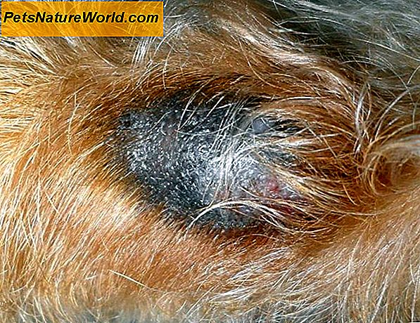 In che modo i veterinari diagnosticano la lomofilassia canina