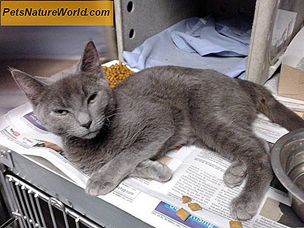 Intenational Cat Euthanasia: Mettere un gatto a dormire inevitabile?