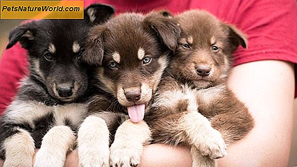 Geriatrinių šunų gydymas su vestibuliniu sindromu