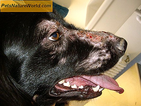 Allergie alle canine con Atopica per i cani