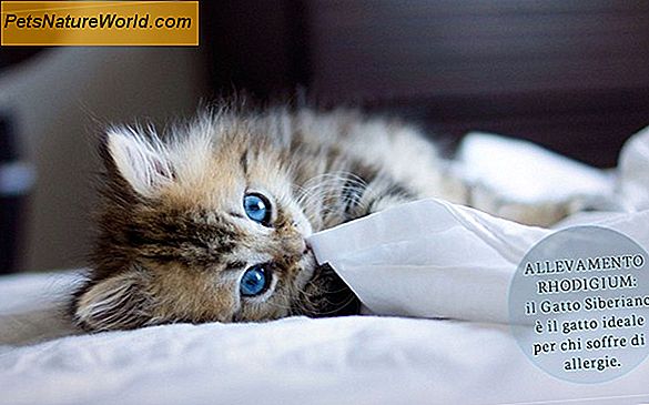 Allergia ai gatti attraverso l'immunoterapia