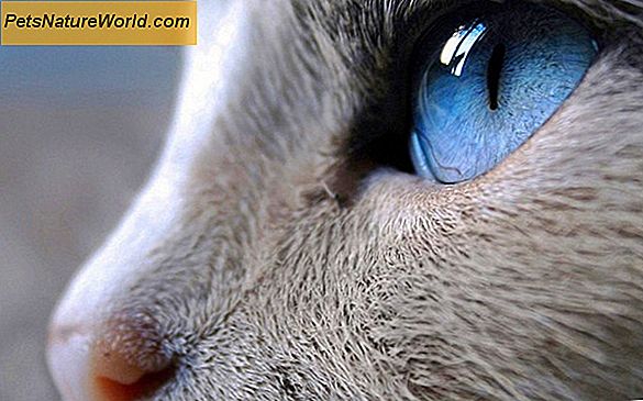 Test di un gatto per allergie