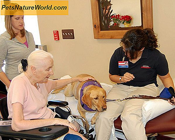 Terapia fisica canino e riabilitazione