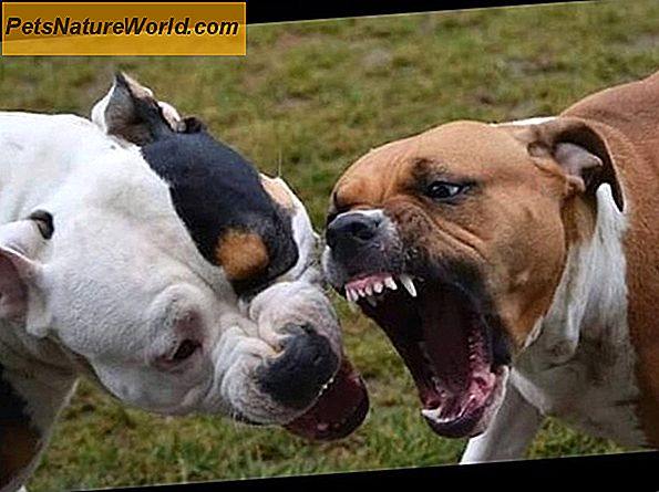 Controllo dei cani aggressivi