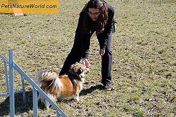 Comportamento del cane nel contesto: Esclusione di problemi fisici Prima