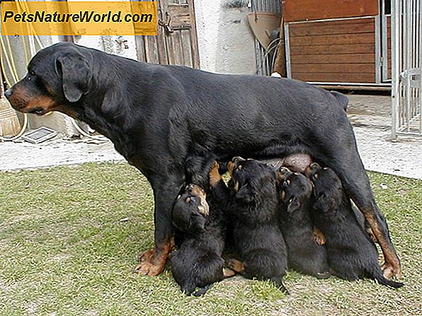 Comportamento dei cani dopo il parto
