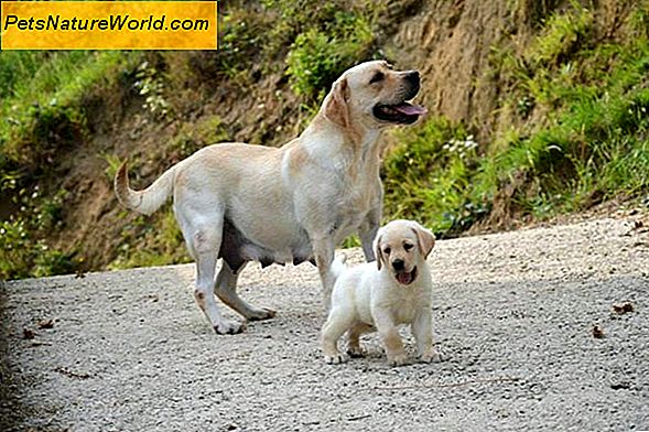 Suggerimenti per l'addestramento dei cani Labrador