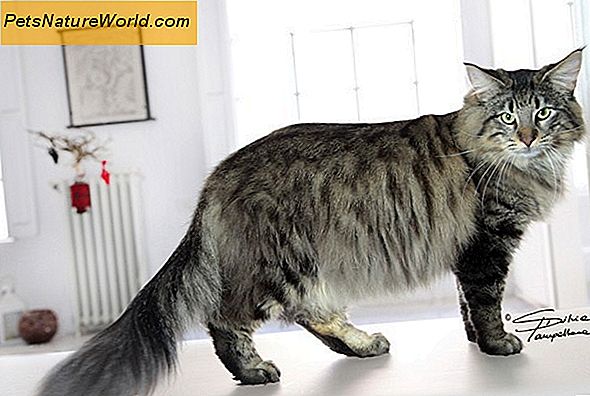 Quando i veterinari considerano un gatto sovrappeso?
