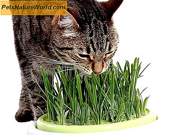 Perché ai gatti piace l'erba gatta?