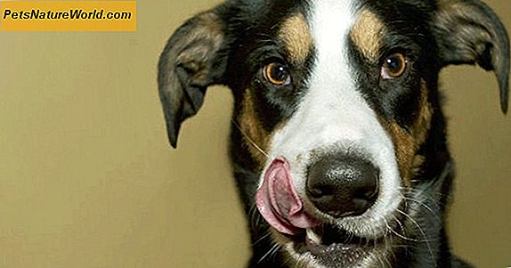 Perché i cani mangiano le feci?