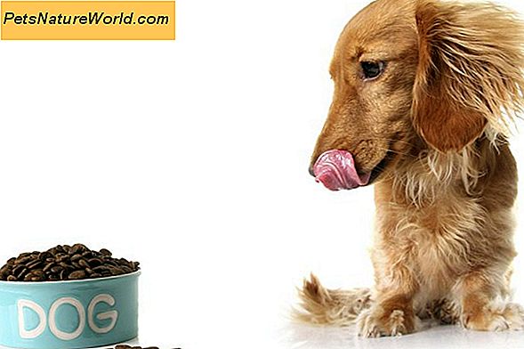Perché i cani mangiano l'erba?