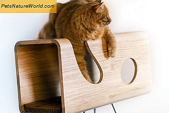 I tiragraffi fermano i gatti dai graffi dei mobili?