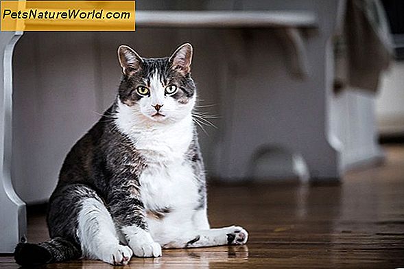 Sintomi del cancro dell'intestino nei gatti