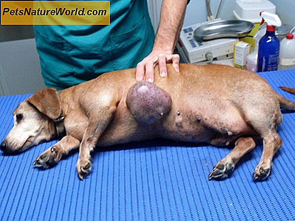 Spleeninis vėžys šunims