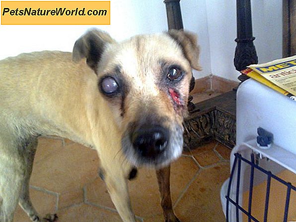 Tumore dell'occhio nei cani