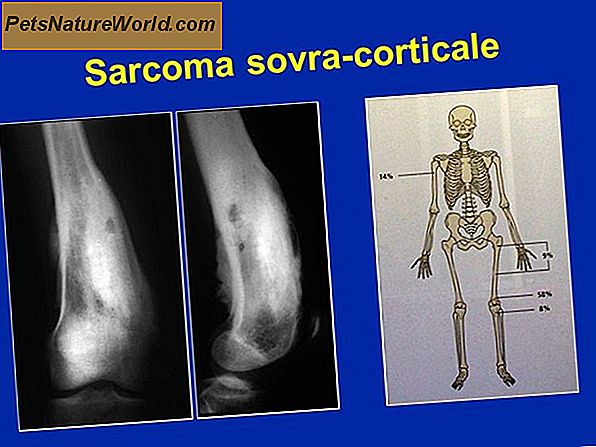 Sarcoma osteogenico nei cani