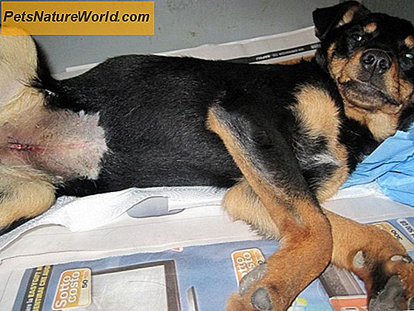 Rimozione chirurgica dei tumori dei mastociti nei cani