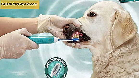 Pulizia dei denti senza anestesia per cani
