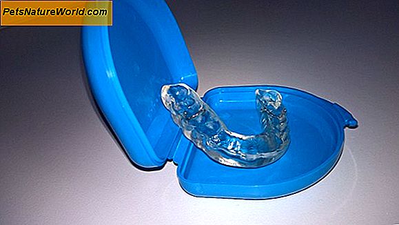 Riparazione dei denti rotta del cane
